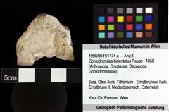 Foto (Objket + Etiketten) von Goniodromites bidentatus (Reuss, 1858) 